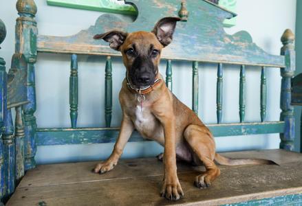 Lexi, Shepherd / Collie, young, available for adoption