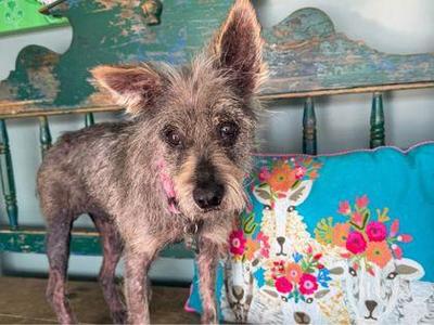 Meadow, Schnauzer / Rat Terrier, senior, available for adoption