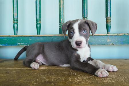 Golden, Pit Bull Terrier / Weimaraner, young, available for adoption