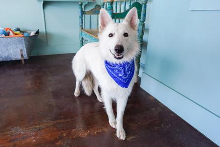 Alaska, German Shepherd Dog, adult, available for adoption