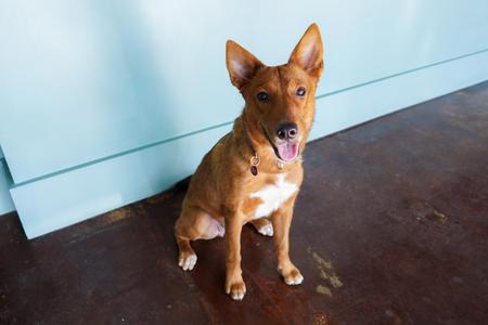 Girlypop, Carolina Dog, adult, available for adoption