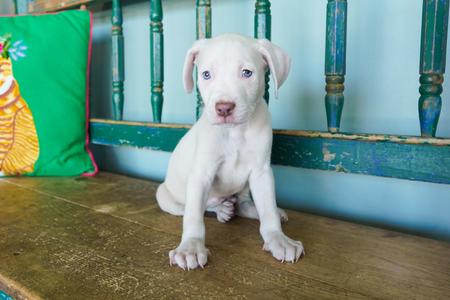 Beastie, Pit Bull Terrier / Weimaraner, young, available for adoption
