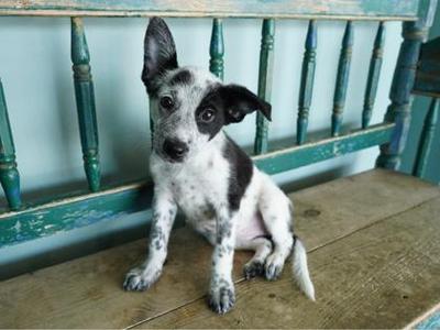 Fleur, Australian Cattle Dog / Blue Heeler / Samoyed, puppy, available for adoption