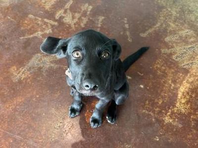 Jupiter, Border Collie / Labrador Retriever, puppy, available for adoption