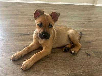 Oregano, Border Collie / Shepherd, puppy, available for adoption