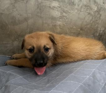 Brisa, Labrador Retriever, puppy, available for adoption