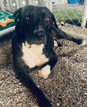 Celeste, Black Labrador Retriever, adult, available for adoption