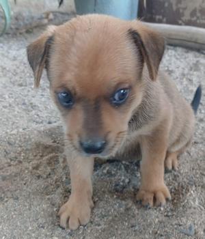 A small, brown puppy with blue eyes sits on a sandy surface.
