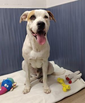 Buddy, Boxer/Labrador Retriever, young, available for adoption