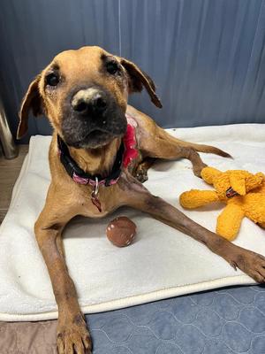 Bridget, Labrador Retriever, adult, available for adoption