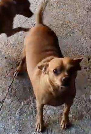 Ela, Pug/Chihuahua, adult, available for adoption