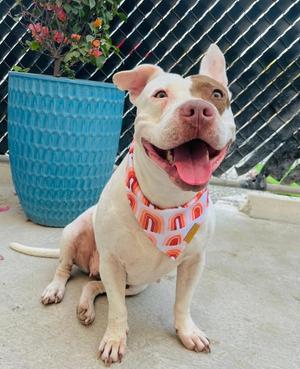 Jasmine, Pit Bull Terrier, adult, available for adoption