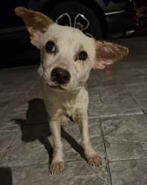 Benny, Jack Russell Terrier/Mixed Breed, young, available for adoption