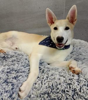Cesar, Husky, young, available for adoption