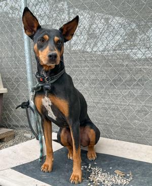 Cobalt, Doberman Pinscher/Mixed Breed, adult, available for adoption