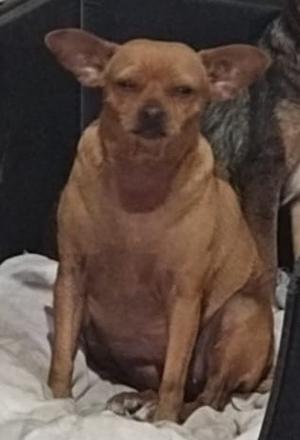 Gem, Pug/Chihuahua, adult, available for adoption
