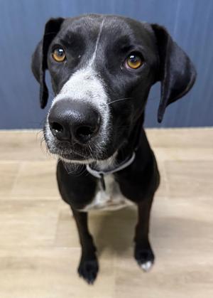 Esther, Labrador Retriever, young, available for adoption