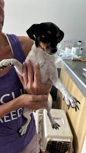 Dolly, Chihuahua, adult, available for adoption