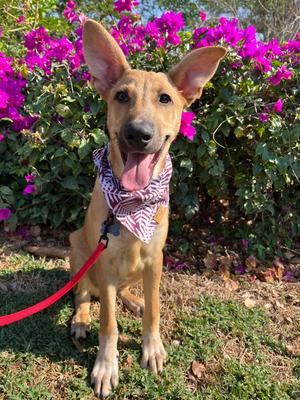 Alee, Husky/Mixed Breed, young, available for adoption