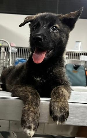 Aster, Shepherd/Mixed Breed, young, available for adoption