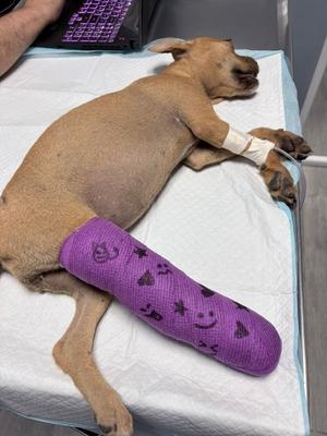 Caramela, Mixed Breed, young, available for adoption