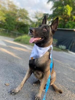 Harley, German Shepherd Dog, adult, available for adoption