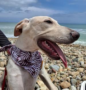 Astro, Great Dane/Labrador Retriever, young, available for adoption