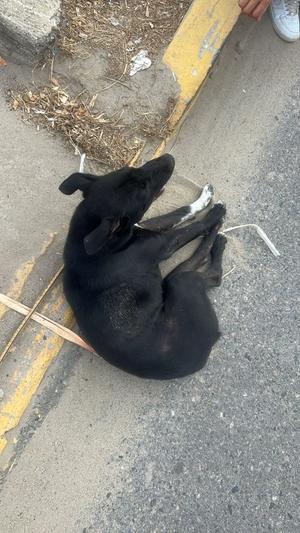 Cruz, Labrador Retriever, adult, available for adoption
