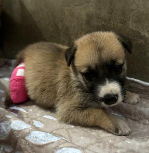 Abby, Labrador Retriever, puppy, available for adoption