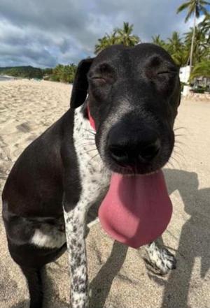 Dua, Cattle Dog/Black Labrador Retriever, adult, available for adoption