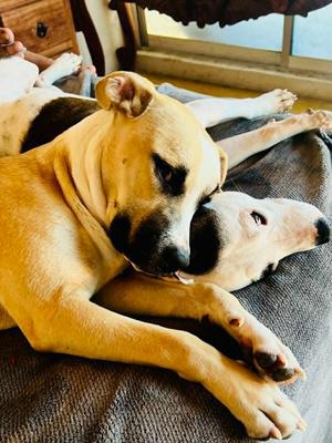 Capone, Mixed Breed, adult, available for adoption