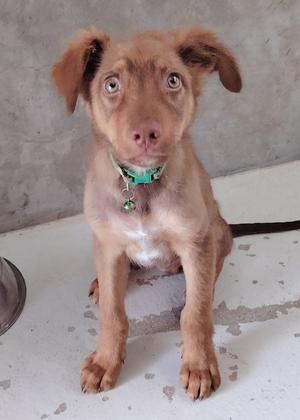 A medium-sized brown puppy with large, expressive eyes and floppy ears sits looking directly at the camera. It is wearing a green collar with a bell attached.