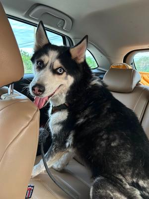 Charming, Husky, adult, available for adoption