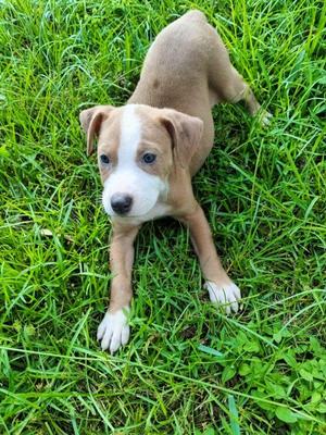 Ahyeon, American Staffordshire Terrier, puppy, available for adoption