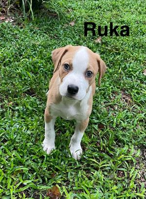Ruka, American Staffordshire Terrier, puppy, available for adoption