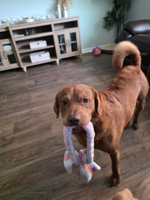 A brown dog holding a toy in its mouth
