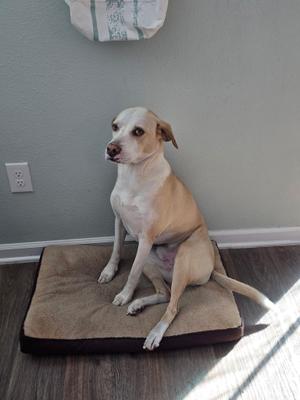A light-colored dog sitting on a brown dog bed, looking to the side.