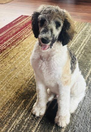 Skippy, Standard Poodle, young, available for adoption