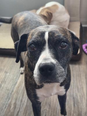 A brindle and white dog with a black nose and expressive eyes, standing on a wooden floor.