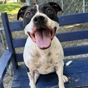 Ping Pong, Terrier, Pit Bull, adult, available for adoption