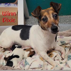 Winn Dixie, Terrier, Jack Russell, senior, available for adoption