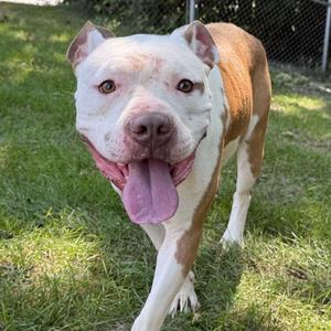 Arnold, Bulldog, American, adult, available for adoption