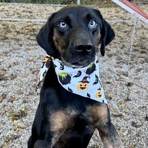 River, Shepherd, Australian, adult, available for adoption