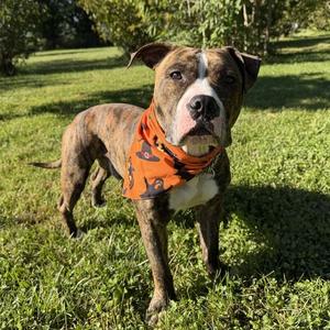Gucci, Terrier, American Pit Bull, adult, available for adoption