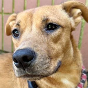 Megara, Mixed Breed (Medium), adult, available for adoption