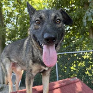 Phoenix, Shepherd, adult, available for adoption