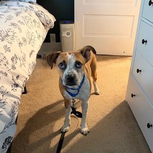 Abu, Boxer, adult, available for adoption