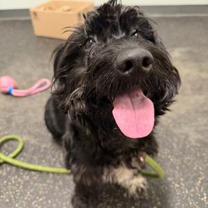 Edwin, Poodle, Miniature, adult, available for adoption