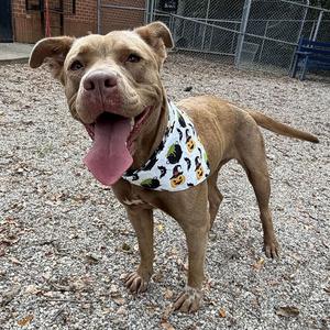Princess, Terrier, Pit Bull, adult, available for adoption