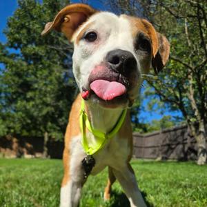 Flounder, Boxer, senior, available for adoption